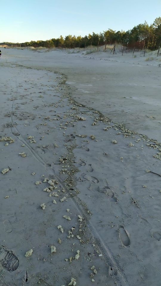 Zanieczyszczony 9-kilometrowy odcinek niedaleko Łeby - GospodarkaMorska.pl