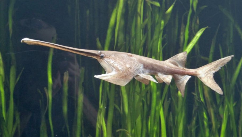 Gigantyczna ryba z Chin uznana za gatunek wymarły. Winna działalność człowieka - GospodarkaMorska.pl