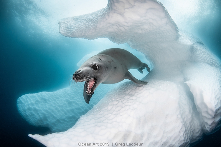 Najpiękniejsze zdjęcia podwodnego świata wybrane! (foto) - GospodarkaMorska.pl