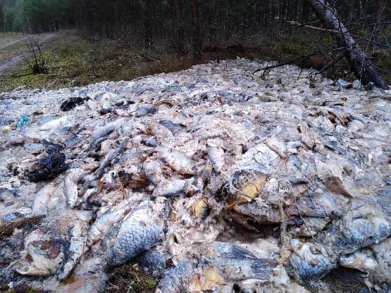 Setki kilogramów ryb wyrzuconych w lesie - GospodarkaMorska.pl
