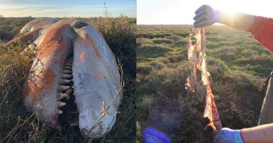 Orka z brzuchem pełnym plastiku znaleziona na wschodnim wybrzeżu Wielkiej Brytanii (foto) - GospodarkaMorska.pl