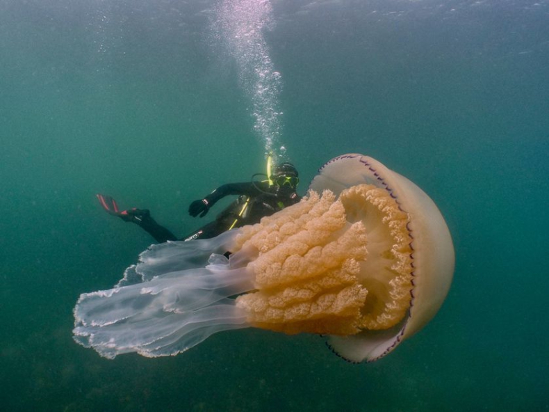 Nurkowie spotkali ogromną meduzę u wybrzeży Anglii (wideo) - GospodarkaMorska.pl