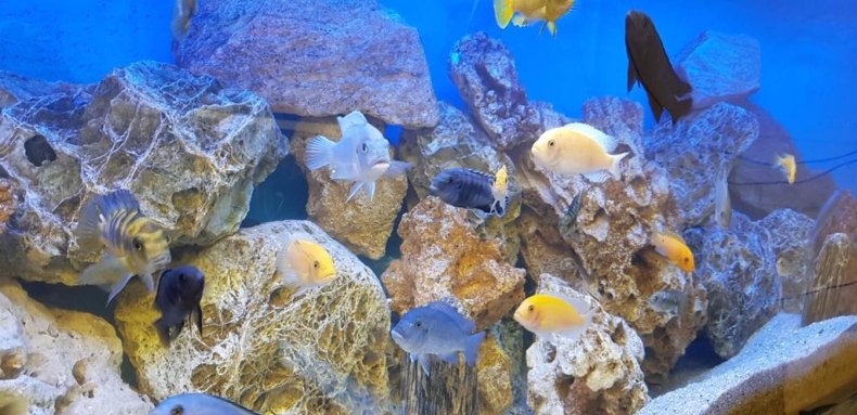 Otwarto Muzeum Ichtiologiczne w Szczecinie (foto) - GospodarkaMorska.pl