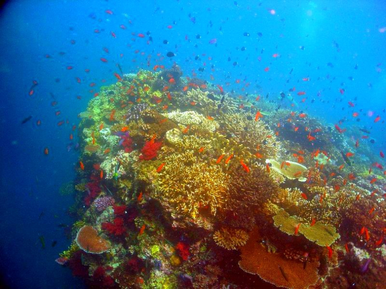 Nic nie jest w stanie uchronić raf koralowych przed zagładą? Naukowcy przewidują, że znikną za 80 lat - GospodarkaMorska.pl