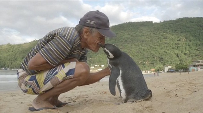 Niezwykła przyjaźń pingwina i człowieka, który uratował mu życie (foto, wideo) - GospodarkaMorska.pl