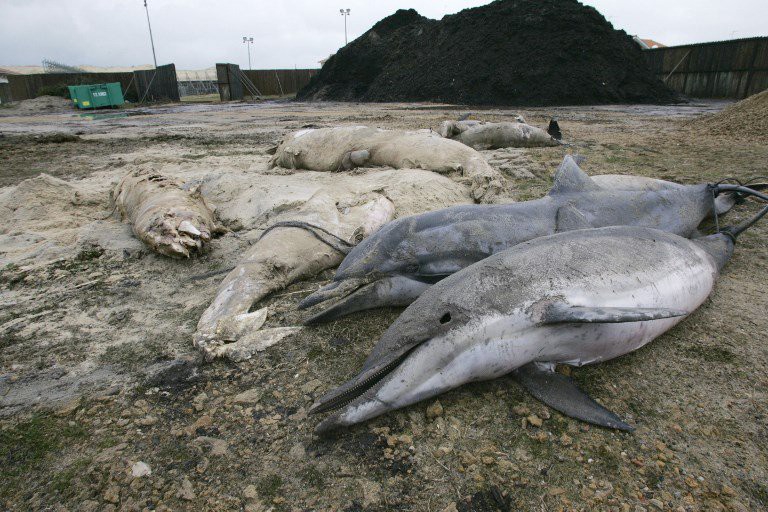 Na plaży w Namibii znaleziono 86 martwych delfinów - GospodarkaMorska.pl