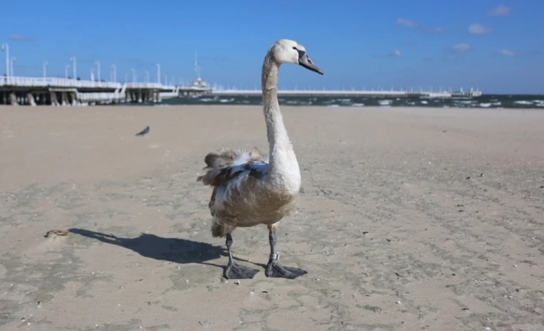 Władze Sopotu zagrodziły wejścia na plaże - GospodarkaMorska.pl