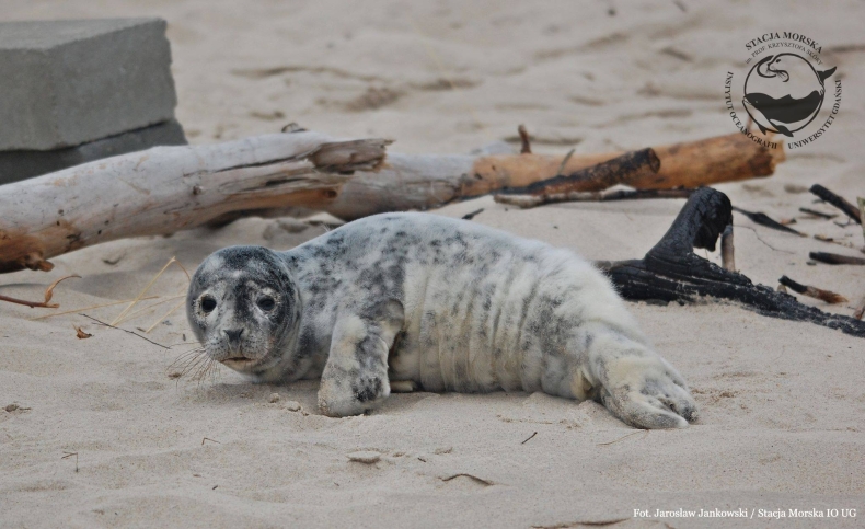 Straż Graniczna uratowała trzytygodniową fokę - GospodarkaMorska.pl