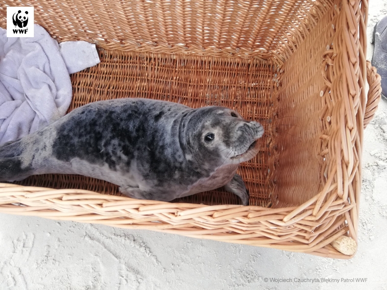30 młodych fok trafiło na rehabilitację - GospodarkaMorska.pl