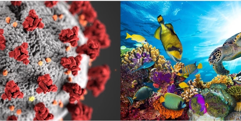 Organizmy oceaniczne naturalnym systemem obronnym przed groźnymi wirusami? - GospodarkaMorska.pl