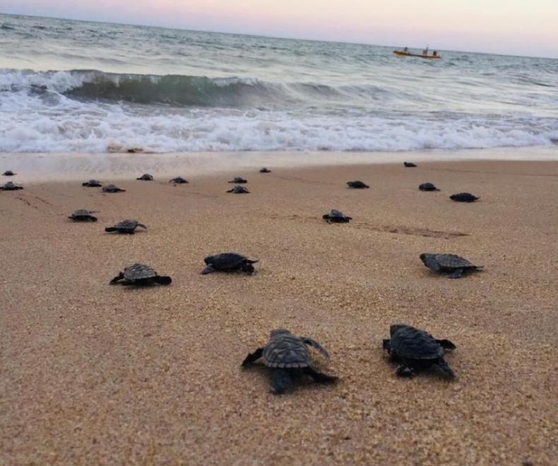 Na opustoszałej plaży w Brazylii wykluło się prawie sto zagrożonych wyginięciem żółwi - GospodarkaMorska.pl