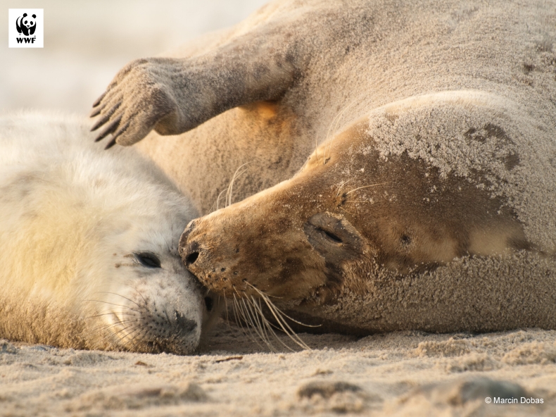 Siedem młodych fok po rehabilitacji wypuszczono do Bałtyku - GospodarkaMorska.pl