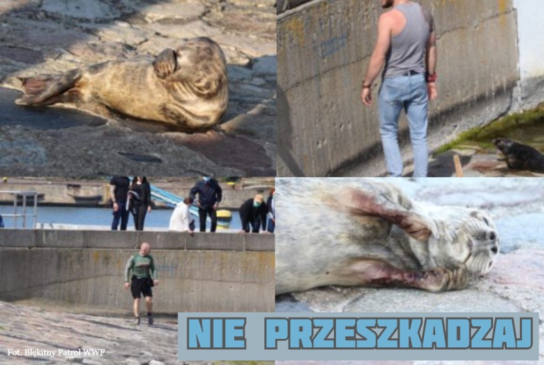 Plażowicze nękają foki. Jedna z nich nie przeżyła - GospodarkaMorska.pl