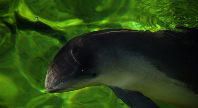 Dzień Bałtyckiego Morświna - GospodarkaMorska.pl