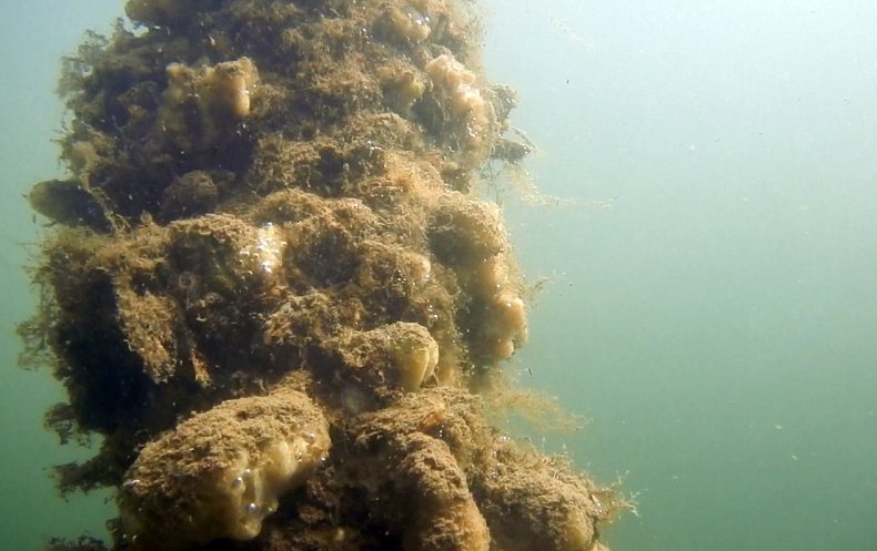 IMO, UNDP i sektor prywatny łączą siły w celu ochrony morskiej różnorodności biologicznej i ograniczenia emisji - GospodarkaMorska.pl