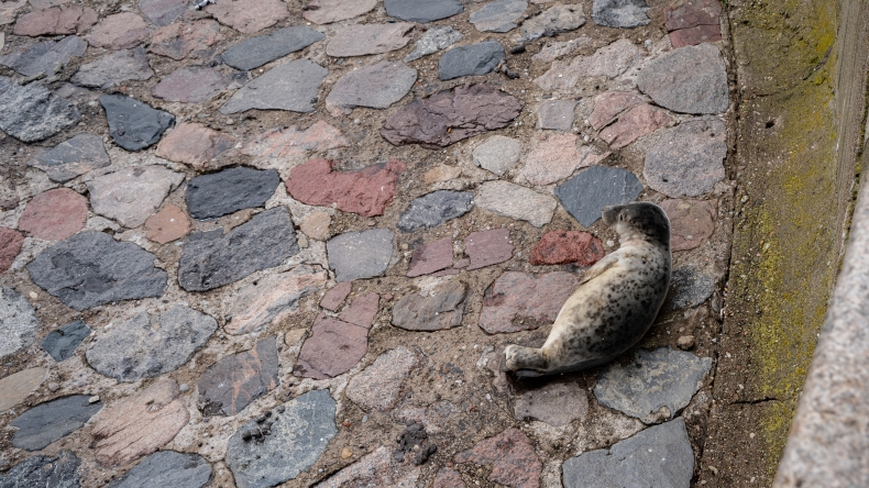 W majówkę nietypowa atrakcja na Skwerze Kościuszki w Gdyni - foka wygrzewała się na kamieniach - GospodarkaMorska.pl