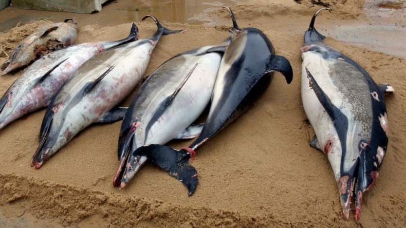 Setki martwych delfinów na francuskich plażach - GospodarkaMorska.pl