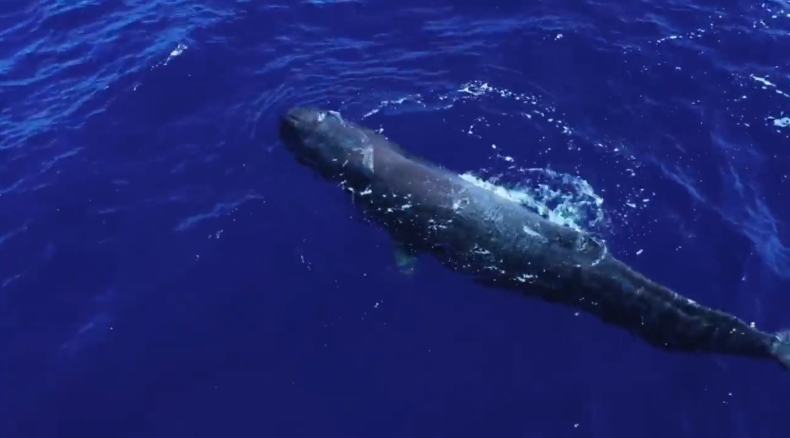 Rzadkie zjawisko na Azorach – kaszaloty pomiędzy wyspami w obecności turystów [wideo] - GospodarkaMorska.pl
