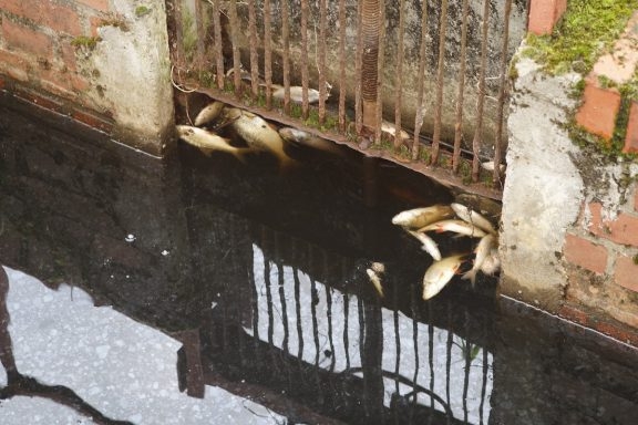 WWF: Czy ktoś odważy się wskazać truciciela Baryczy? - GospodarkaMorska.pl