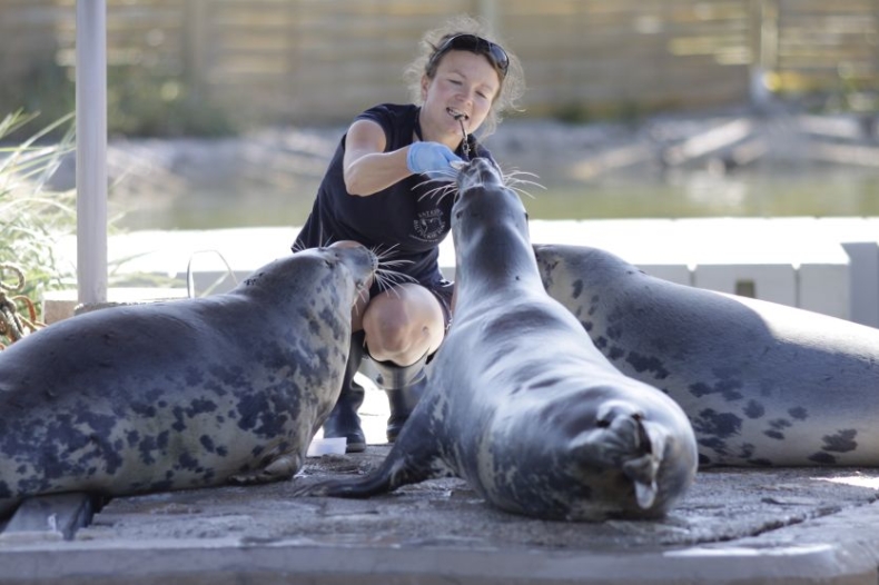 Stacja Morska w Helu: badawczo-edukacyjna jednostka UG, która przyciąga turystów - GospodarkaMorska.pl