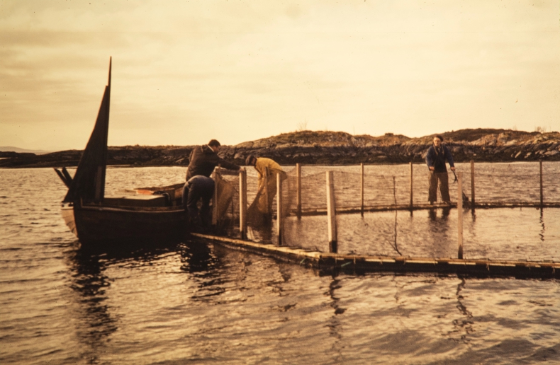 50-lecie nowoczesnej akwakultury w Norwegii  - GospodarkaMorska.pl