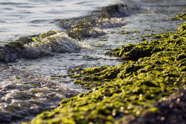 Chleb z glonów? Nadmiar alg przy plażach użyteczny dla przedsiębiorców - GospodarkaMorska.pl