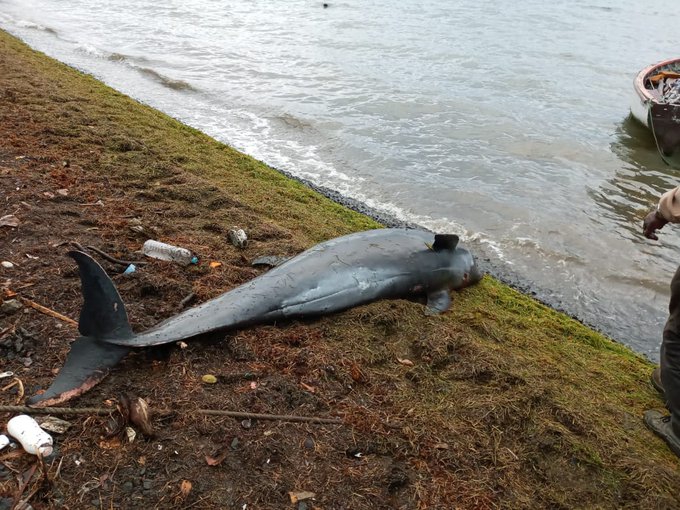 Delfiny umierają z powodu masowca osiadłego na mieliźnie [wideo] - GospodarkaMorska.pl
