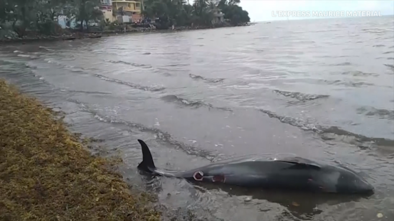 Demonstranci na Mauritiusie domagają się śledztwa ws. masowca i śmierci delfinów - GospodarkaMorska.pl