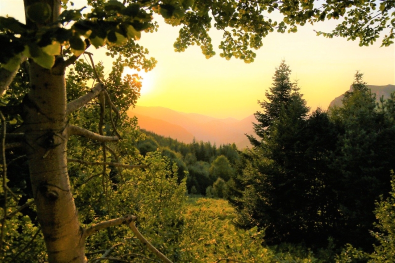 WWF: Neutralizacja śladu węglowego prawie 80 lat wstecz? - GospodarkaMorska.pl