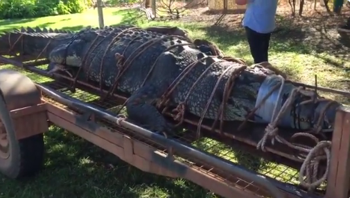 Złapano jednego z największych krokodyli na świecie - GospodarkaMorska.pl