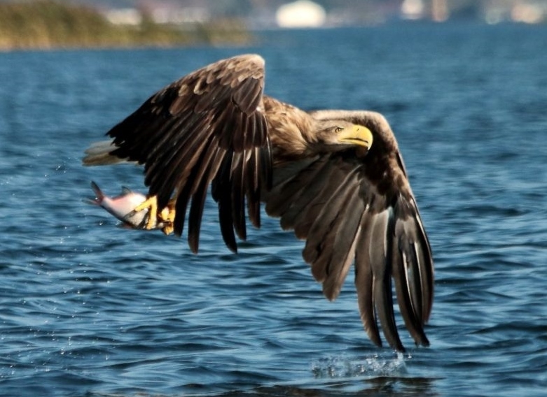 ZMPSiŚ będzie obserwować orła bielika - GospodarkaMorska.pl