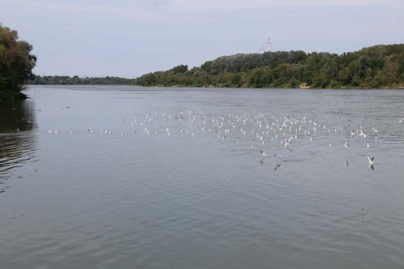 Jakość wody u ujścia Wisły w Zatoce Gdańskiej odpowiada wymaganiom sanitarnym - GospodarkaMorska.pl