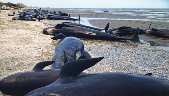 Zmarło już 380 grindwali, które utknęły na mieliźnie - GospodarkaMorska.pl