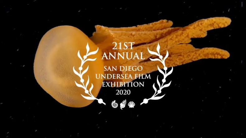 Festiwal filmów podwodnych SDUFEX 2020 w wirtualnej wersji - GospodarkaMorska.pl