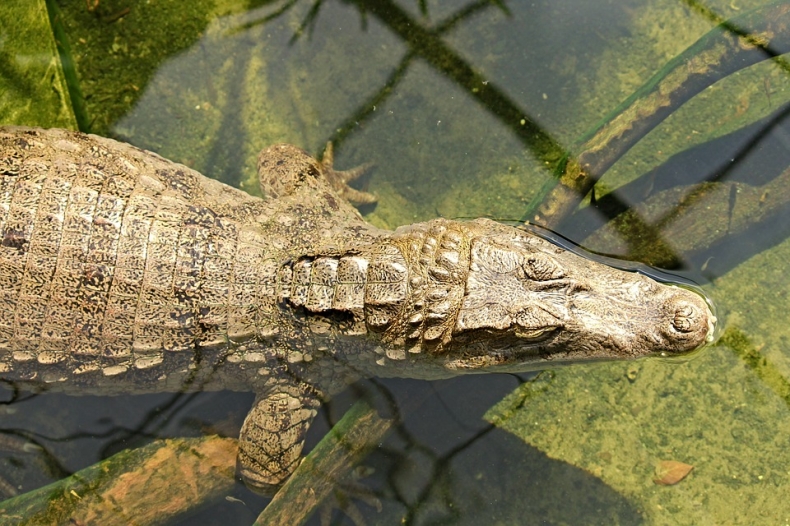 Odłowiony nad Odrą kajman pozostanie tymczasowo we wrocławskim zoo - GospodarkaMorska.pl