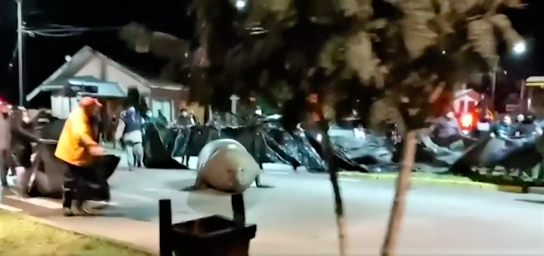 Wielki słoń morski siał postrach na ulicach nadmorskiego kurortu [wideo] - GospodarkaMorska.pl