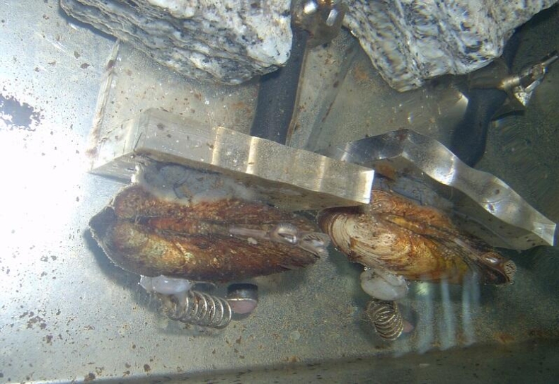 Małże i pstrągi strażnikami czystości wody - GospodarkaMorska.pl