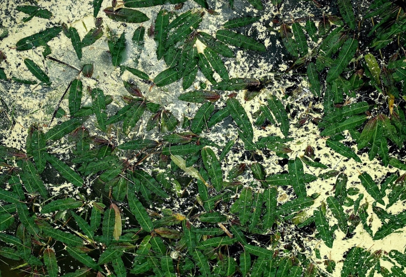 Zakład wodociągów powinien informować o każdym zrzucie ścieków do Odry - GospodarkaMorska.pl