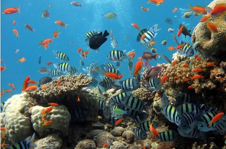 Wielka Rafa Koralowa straciła już połowę koralowców - GospodarkaMorska.pl