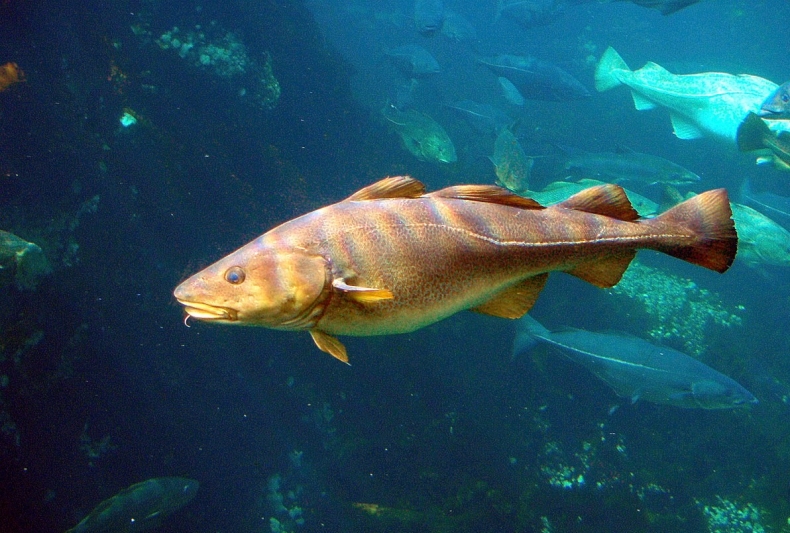 Co dalej z dorszem? Znamy limity połowowe na 2021 rok   - GospodarkaMorska.pl