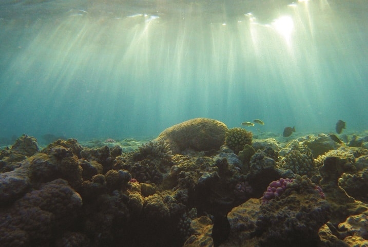 Po raz pierwszy udało się zmapować osady morskie pod względem różnorodności biologicznej - GospodarkaMorska.pl