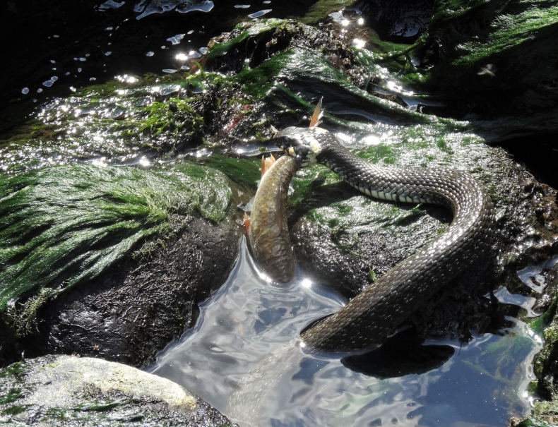 O udrażnianiu barier migracyjnych w Światowy Dzień Migracji Ryb [wideo] - GospodarkaMorska.pl