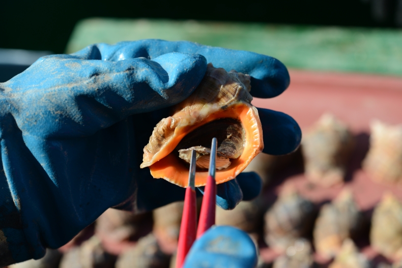 Jak inwazyjny ślimak morski zapoczątkował współpracę na Morzu Czarnym - GospodarkaMorska.pl