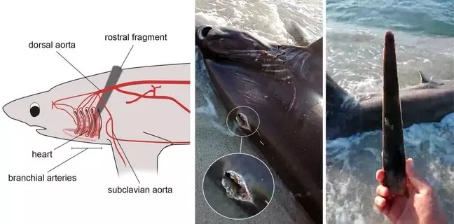 Martwy rekin z przebitym sercem wyrzucony na brzeg w Libii [wideo] - GospodarkaMorska.pl