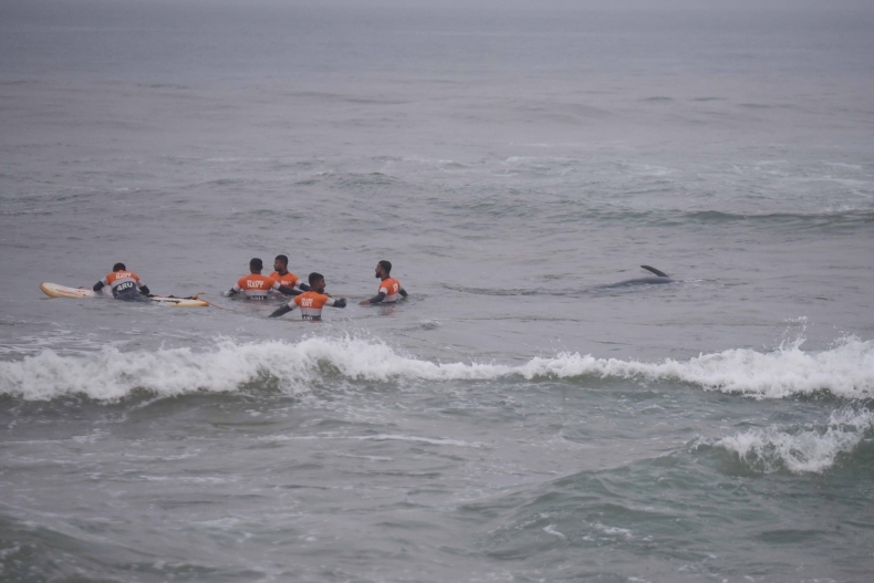 Uratowano ponad 100 wielorybów, które utknęły na plaży - GospodarkaMorska.pl