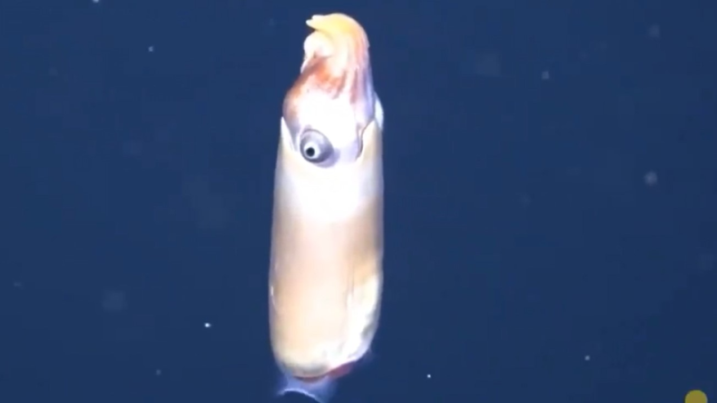Dziwaczna kałamarnica żyjąca w głębinach oceanu po raz pierwszy uchwycona na wideo  - GospodarkaMorska.pl