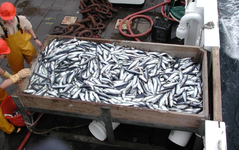 Państwa północno-wschodniego Atlantyku osiągnęły porozumienie w sprawie kwot na błękitka i śledzia na 2021 r - GospodarkaMorska.pl