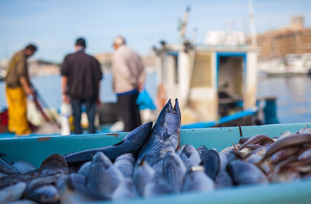 Tegoroczna analiza unijnego sektora rybołówstwa i akwakultury jest już dostępna online - GospodarkaMorska.pl