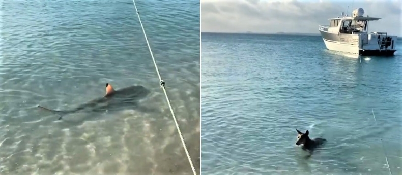 Bohaterski pies rzucił się na rekina by ochronić turystów [wideo] - GospodarkaMorska.pl