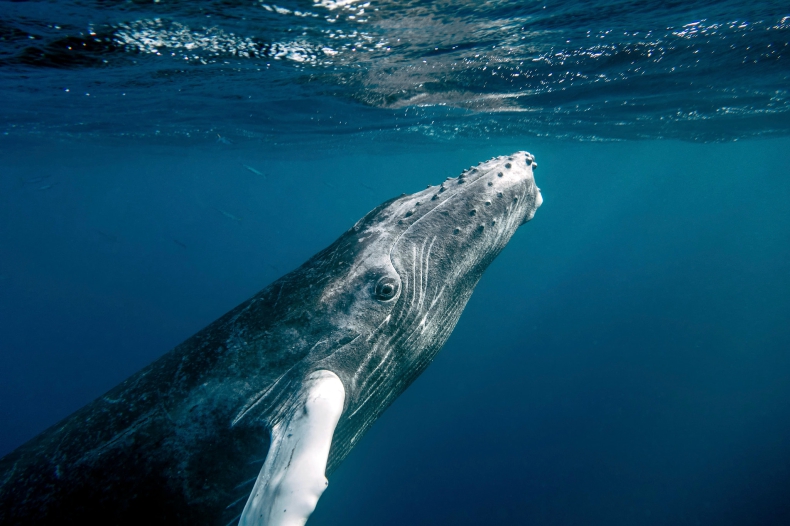 Zagrożone wyginięciem wieloryby pomagają w walce z globalnym ociepleniem - GospodarkaMorska.pl